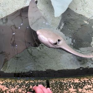 Meet your Posher, Sage